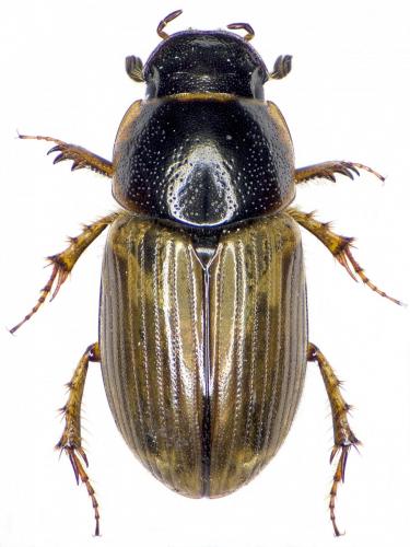 Réf. 194 952 : Melinopterus sp.